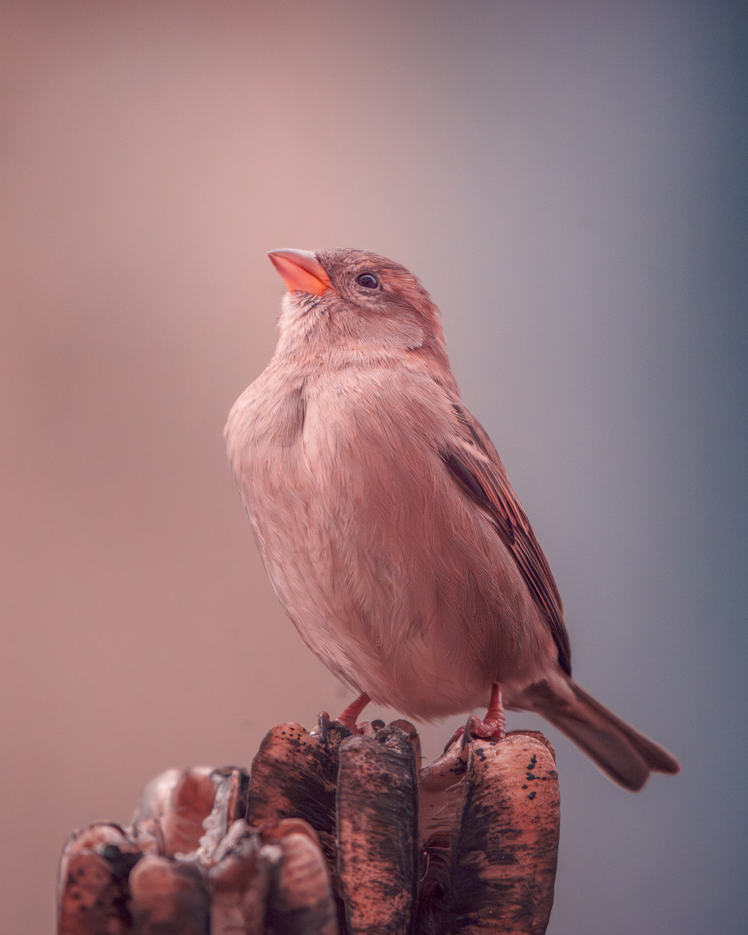 House sparrow (Gråsparv) on seed capsule in my garden - Bird Photography - Sweden