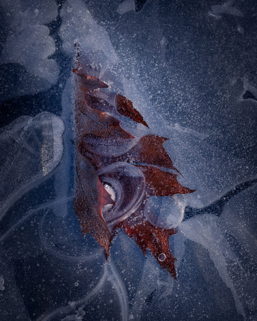 Leaf Frozen in Ice - Winter Macro Photography - Uppsala Sweden