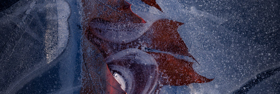 Leaf Frozen in Ice - Winter Macro Photography - Uppsala Sweden