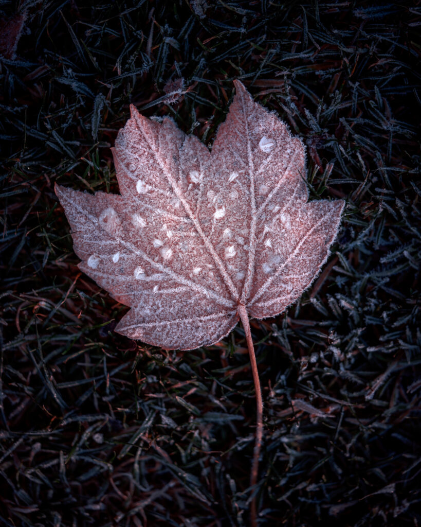 Leaf with Frost and Ice in Grass - Winter Macro Photo - Sweden