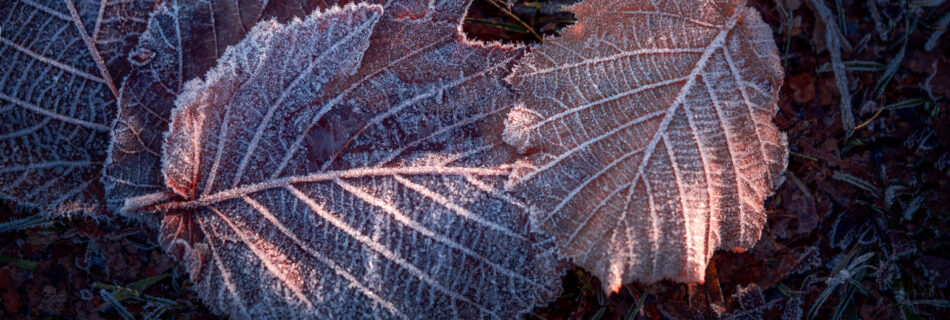 Leaves with Frost - Winter Macro Photo - Sweden