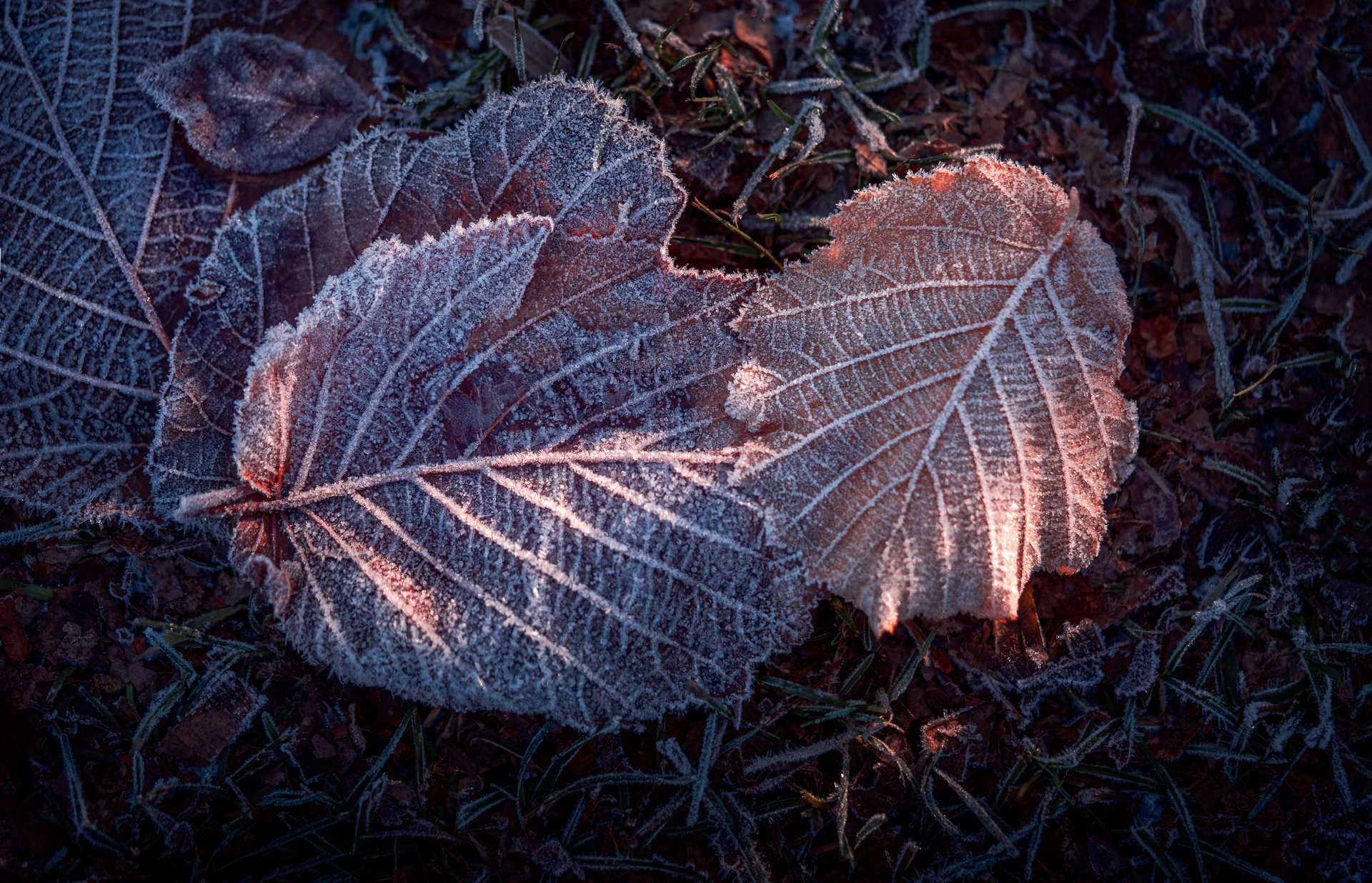 Leaves with Frost - Winter Macro Photo - Sweden