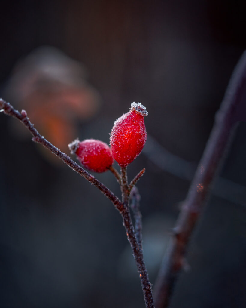Rose hip with Frost - Bokeh Winter Macro Photo - Sweden
