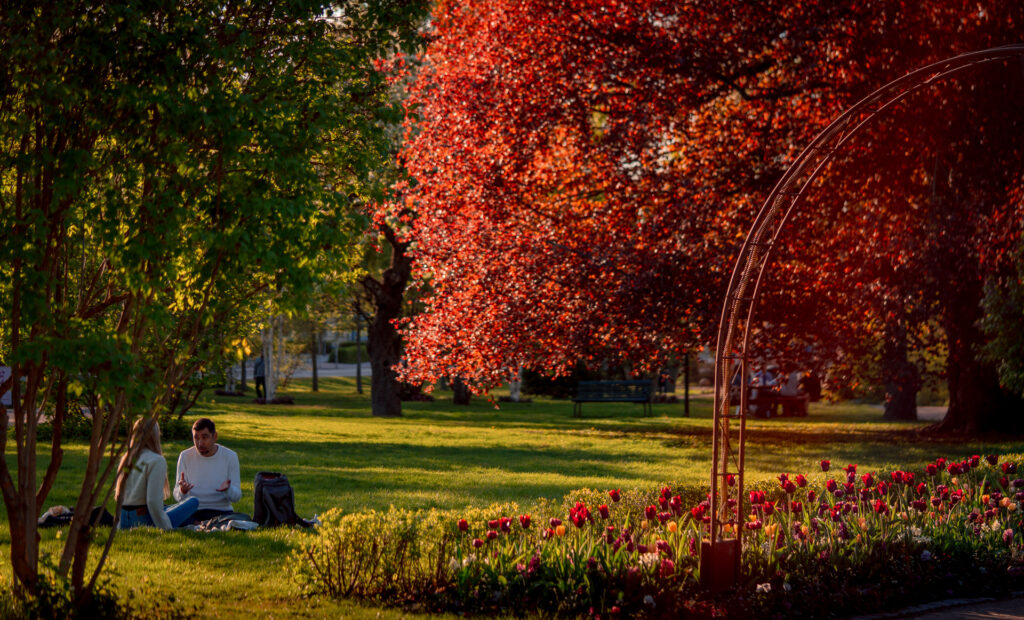 Stadstrådgården Uppsala - Spring Picnic - Tulips