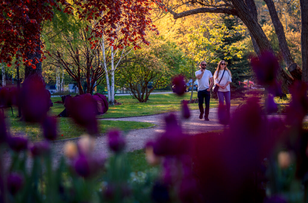 Stadstrådgården Uppsala - Spring Walk among Tulips and Garden Green