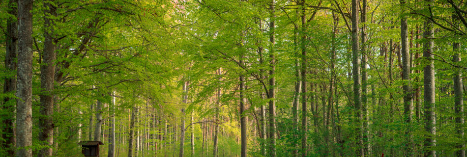 Omberg - Spring Beech forest road