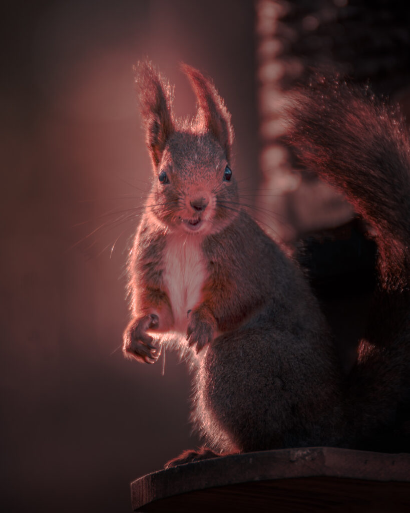 Wild Squirrel in Forest in Sweden in Soft Sunlight - Looking Curious