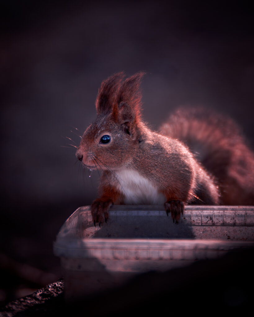 Wild Squirrel in Forest in Sweden in Soft Sunlight - Posing after Drinking
