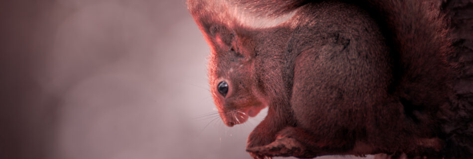 Wild Squirrel in Forest in Sweden in on Branch Eating