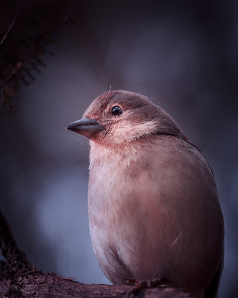 Fanal Forest Madeira Island Hike - Bird Portrait
