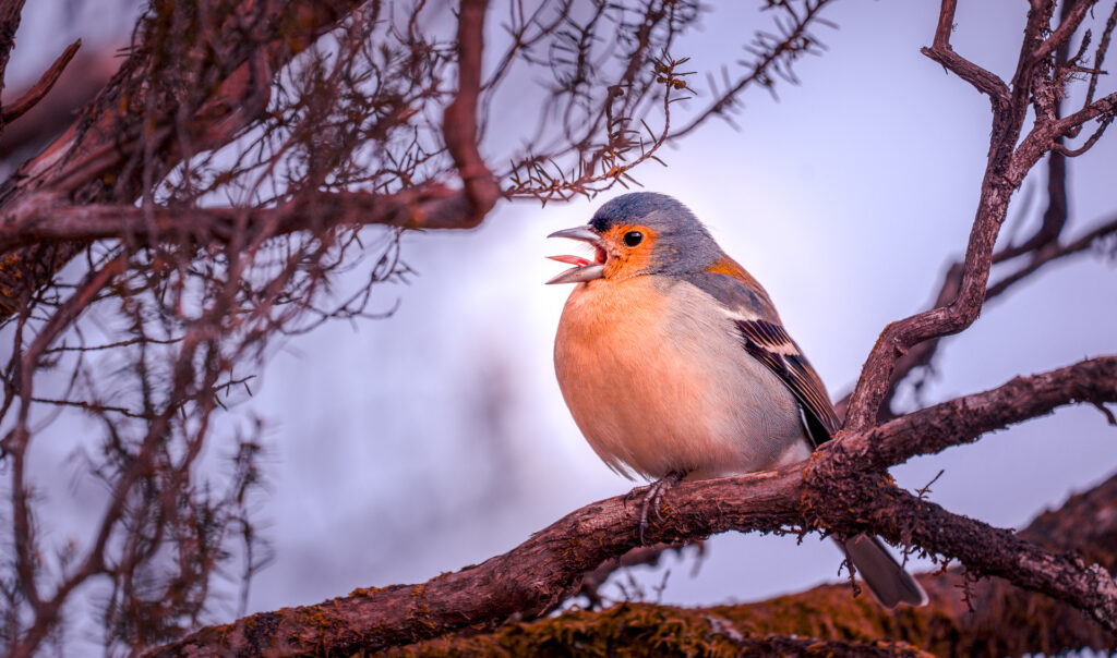 Fanal Forest Madeira Island Hike - Bird Singing Portrait