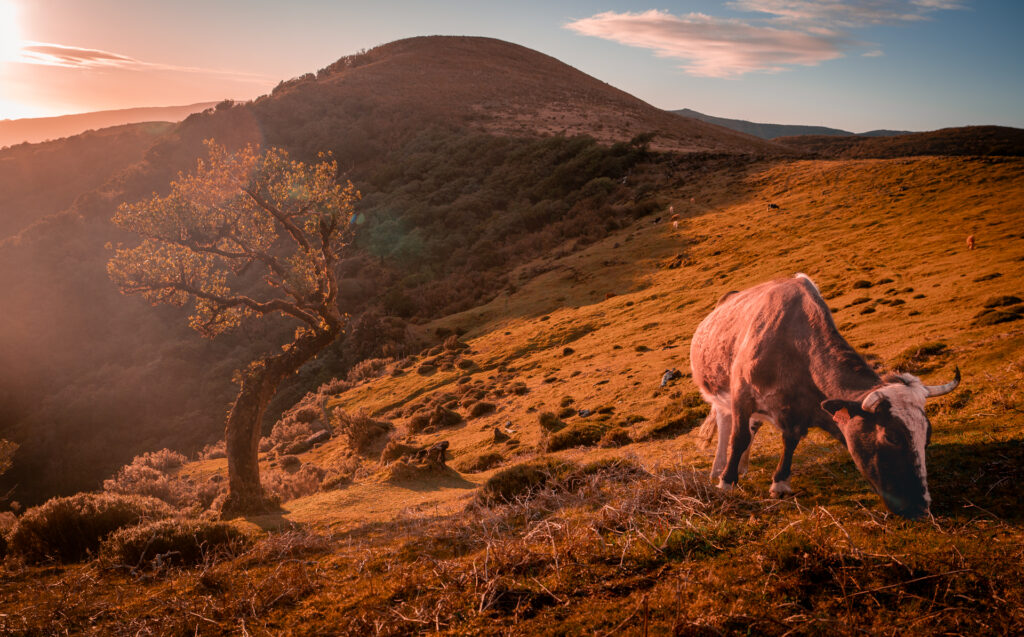 Fanal Forest Madeira Island Hike - Cow Eating at Sunrise