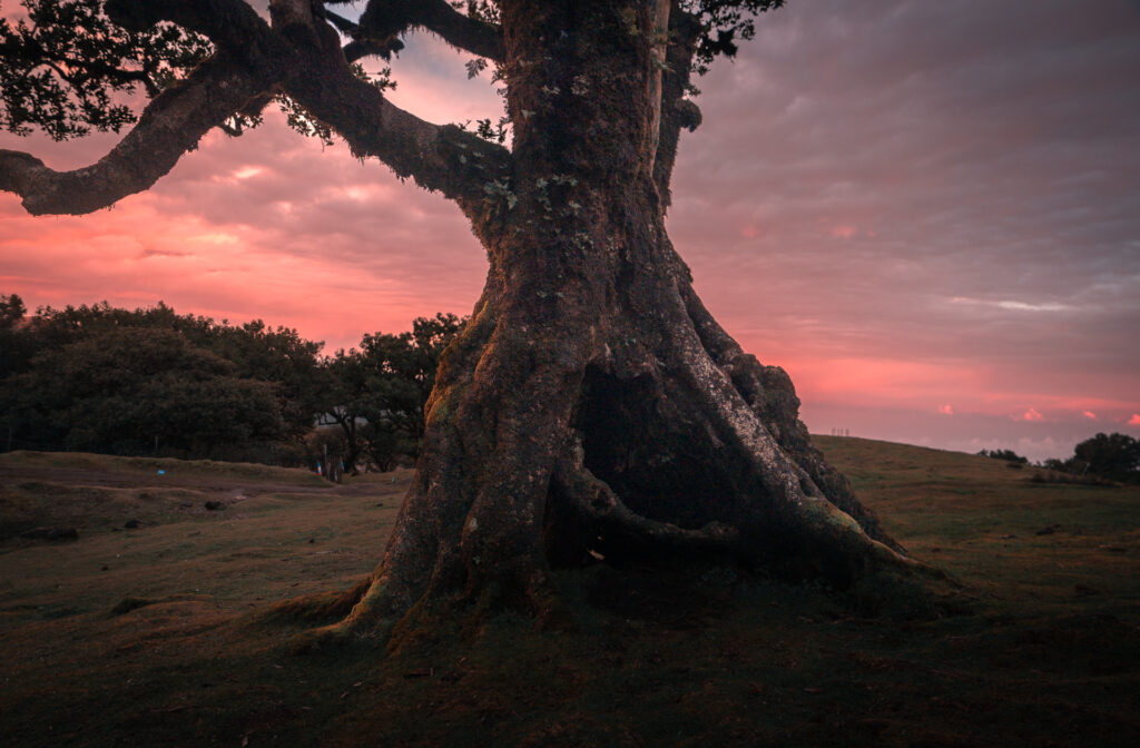 Fanal Forest Madeira Island Hike - Old Tree at Sunrise
