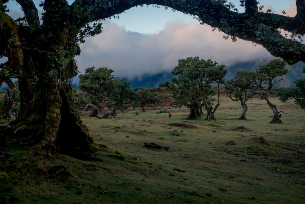Fanal Forest Madeira Island Hike - Photographer Among Trees