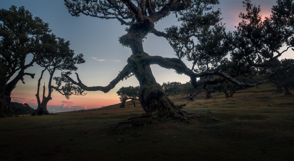 Fanal Forest Madeira Island Hike - Sunrise Witch Tree