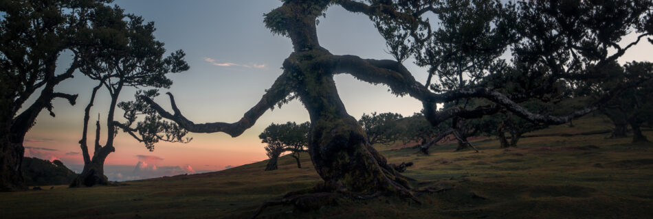 Fanal Forest Madeira Island Hike - Sunrise Witch Tree