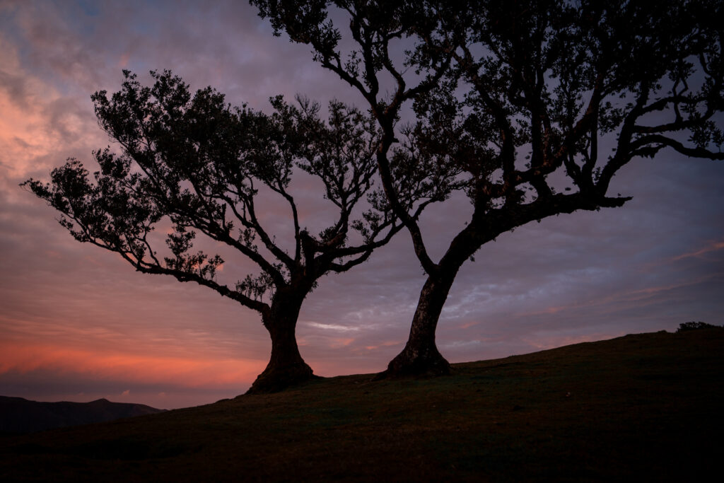 Fanal Forest Madeira Island Hike - Two Silhuette Trees at Sunrise