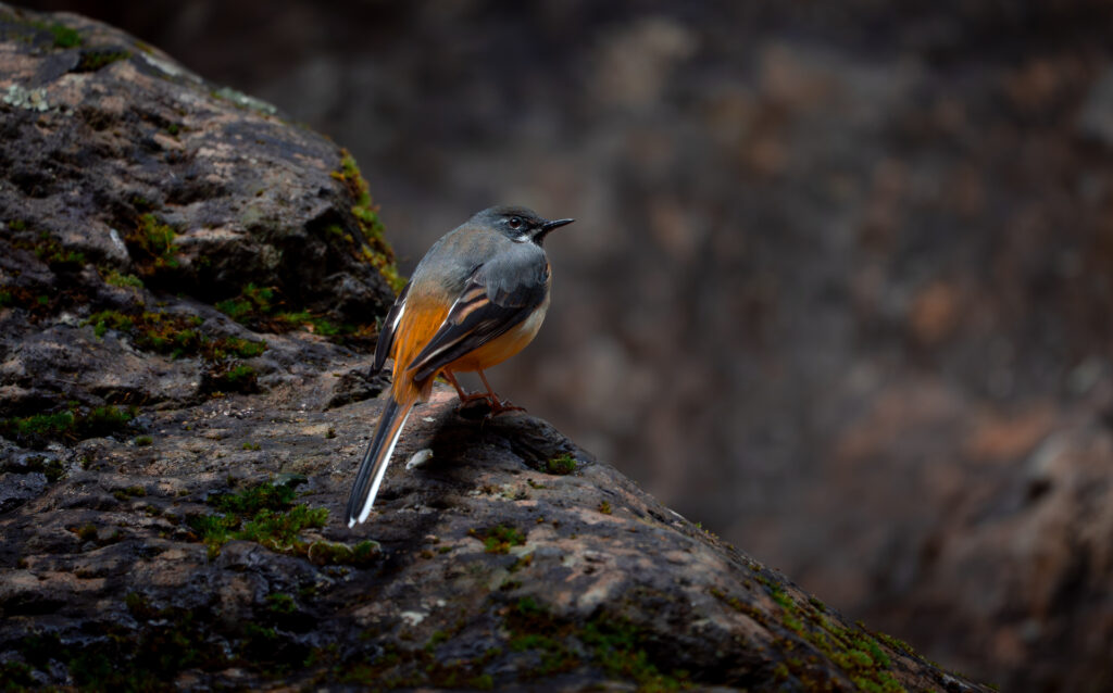 Levada do Caldeirão Verde hike PR9 on Madeira Island - Bird on Rock
