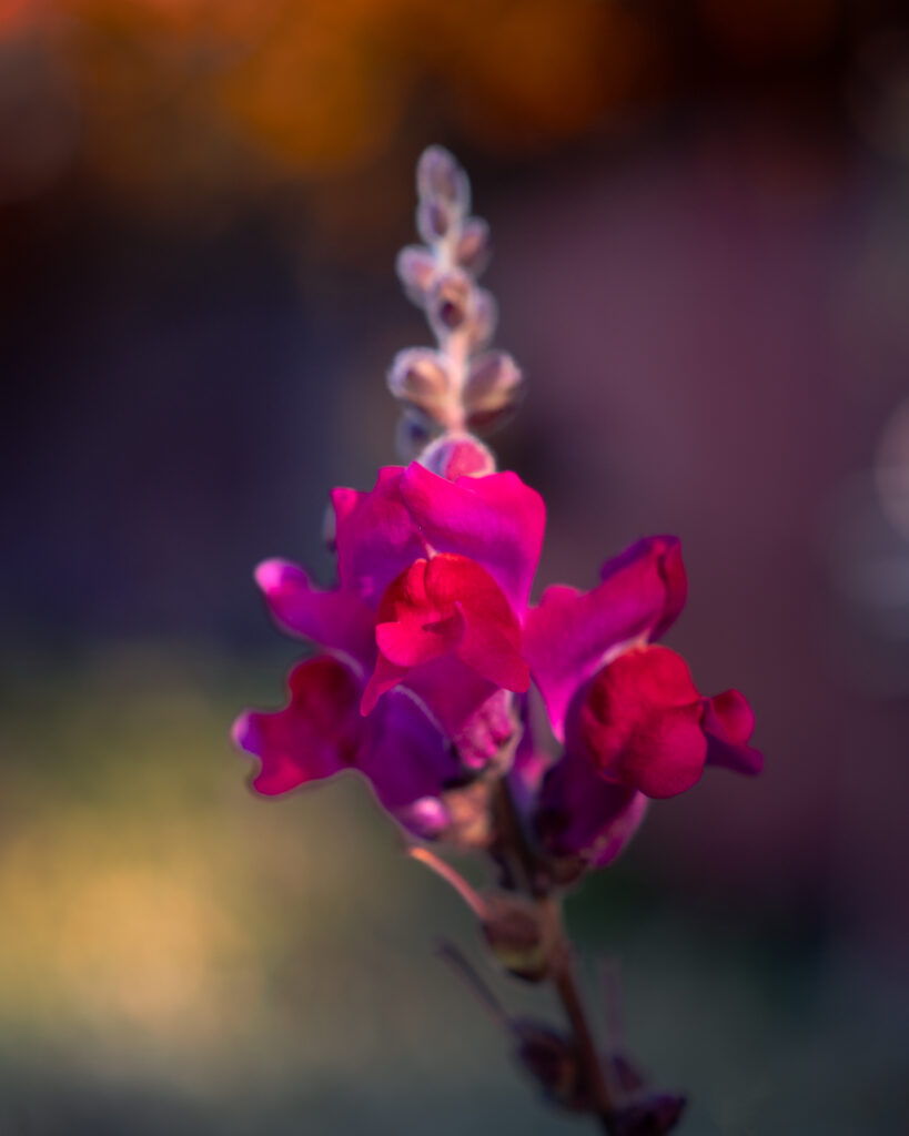 Madeira Botanical Garden in Funchal - Snapdragon Flower in Bloom in March