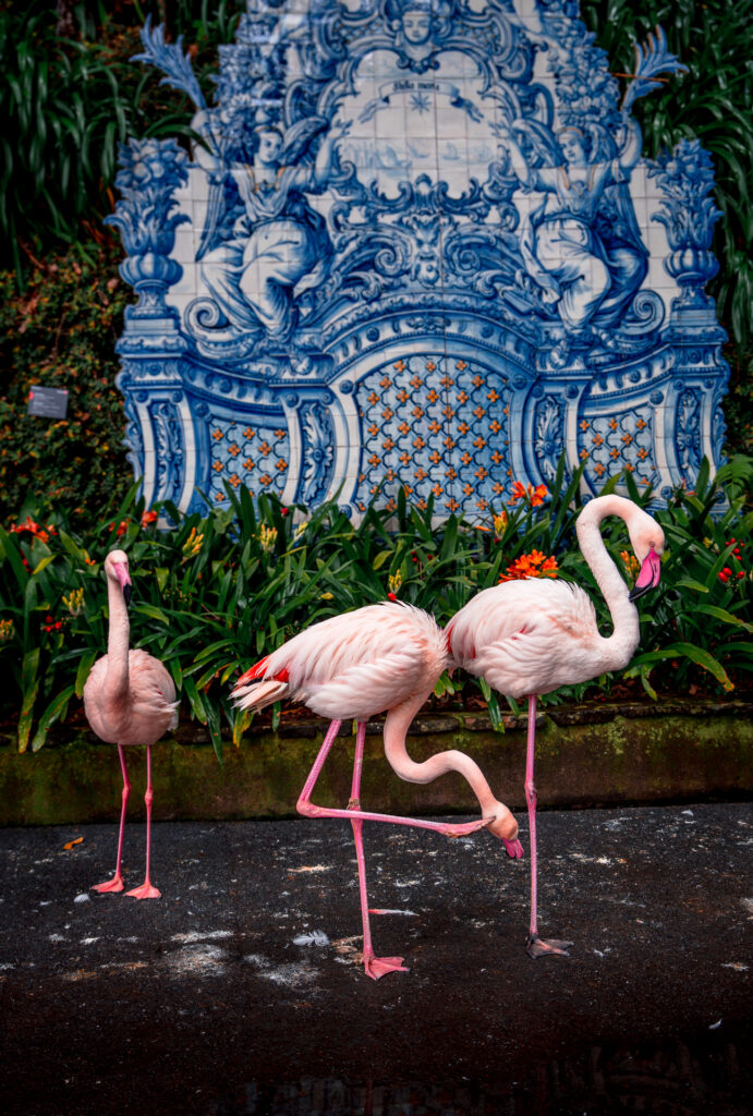 Monte Palace Tropical Garden Madeira - 3 Flamingos in Front of Art