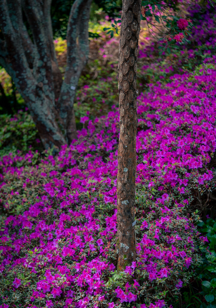 Monte Palace Tropical Garden Madeira - Azaleas under Palm Tree