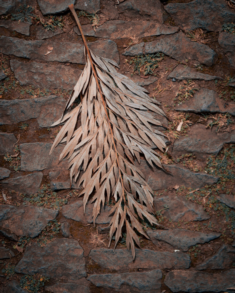 Monte Palace Tropical Garden Madeira - Dead Leaf on Path