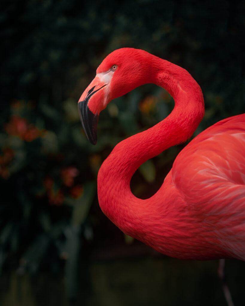 Monte Palace Tropical Garden Madeira - Flamingo Profile Portrait