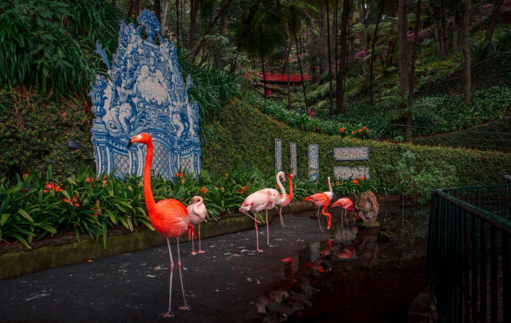 Monte Palace Tropical Garden Madeira - Flamingos