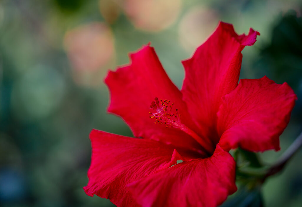 Monte Palace Tropical Garden Madeira - HIbiscus Flower