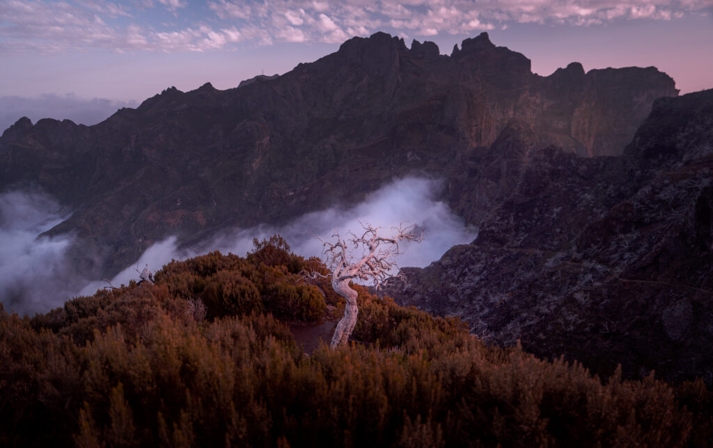 Pico Ruivo Hike Viewpoint Madeira - Dead Tree Above Clouds and Rugged Peaks