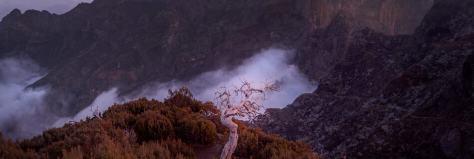 Pico Ruivo Hike Viewpoint Madeira - Dead Tree Above Clouds and Rugged Peaks