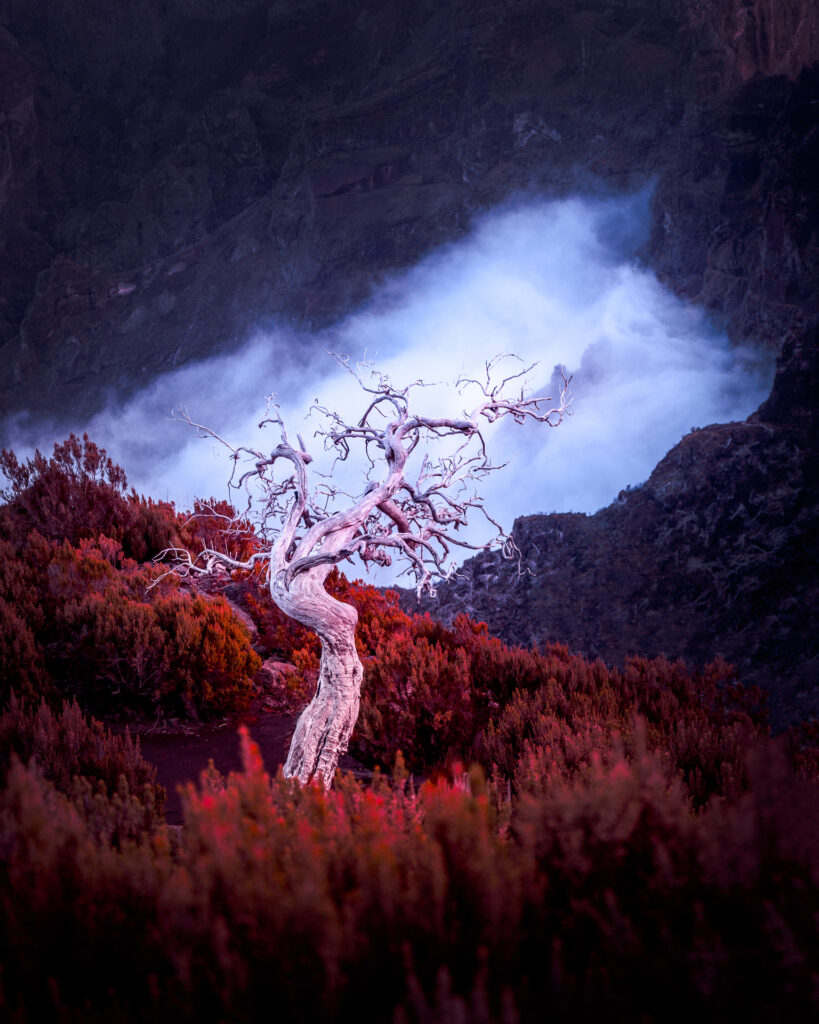 Pico Ruivo Hike Viewpoint Madeira - Dead Tree and Fog