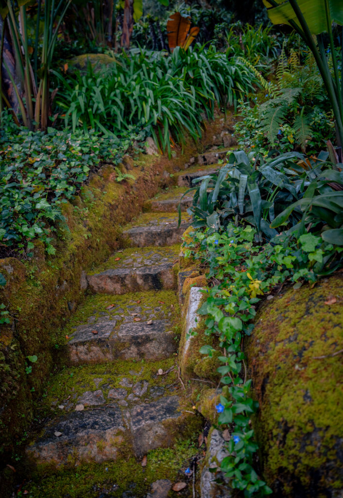 Mossy Steps on the Way Park and National Palace of Pena - Sintra - Lisboa - Portugal