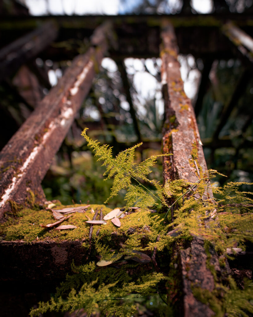 Tropical Botanical Garden - Broken Greenhouse Overgrown Roof - Lisbon Portugal