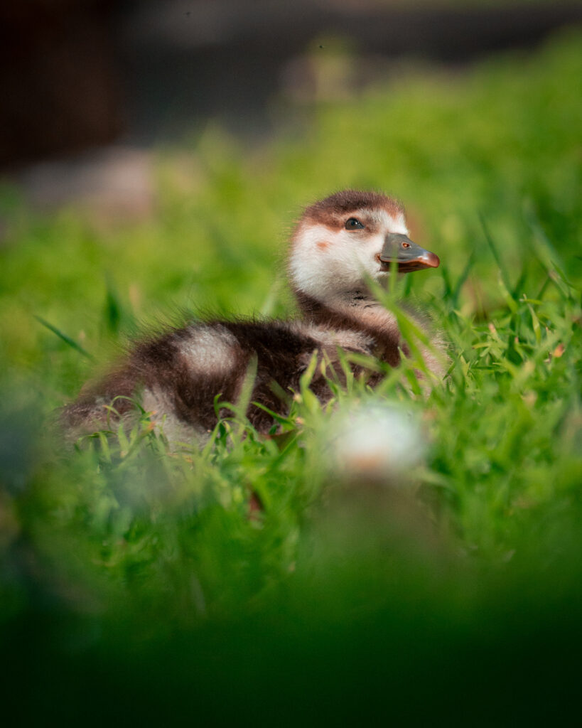 Tropical Botanical Garden - Duckling in Grass - Lisbon Portugal
