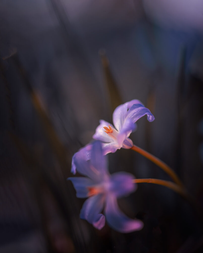 Bluebell, Scilla, Spring Flower first morning light