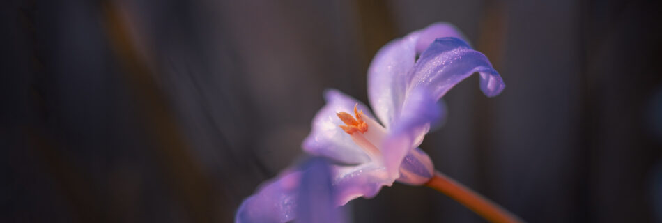 Bluebell, Scilla, Spring Flower first morning light