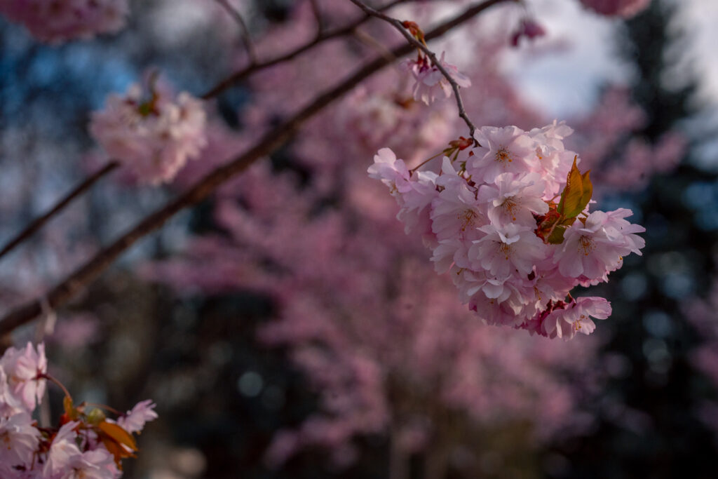 Cherry Blossom Macro Sakura - Stadsträdgården Garden Uppsala Swedem - Spring Travel Photography
