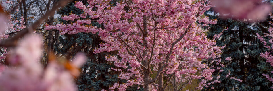 Cherry Blossom Sakura - Stadsträdgården Garden Uppsala Swedem - Spring Travel Photography