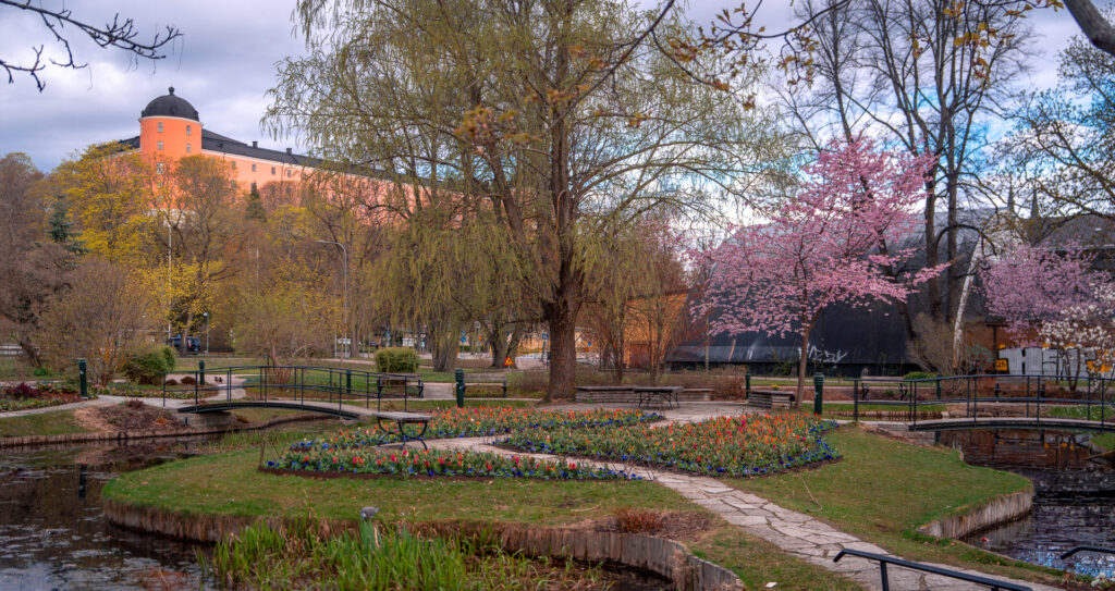 Cherry Blossom at Lycksalighetens ö with Uppsala Slott in Background - Stadsträdgården Garden Uppsala Sweden - Spring Travel Photography
