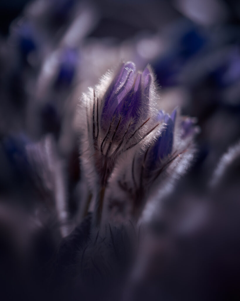 Pasque Flower Macro - Fullerö backar Natture Reserve - Uppsala Sweden