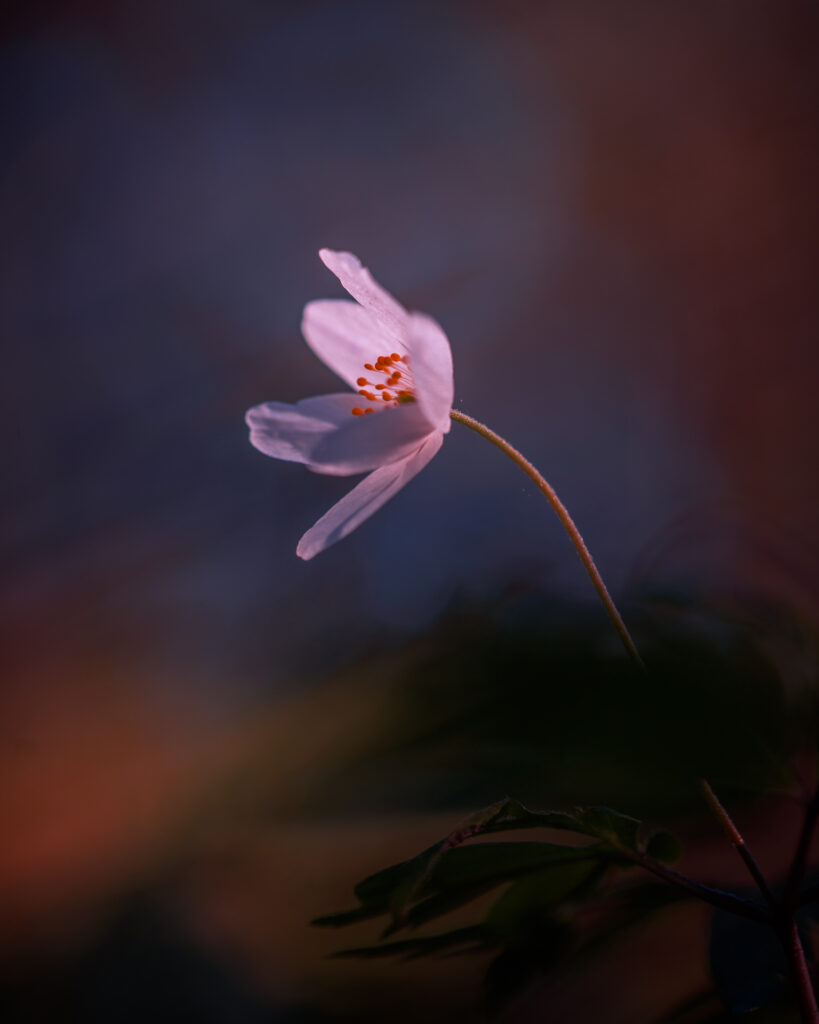 Wood Anemone Alone in Woods - Spring Flower Macro Minimalism