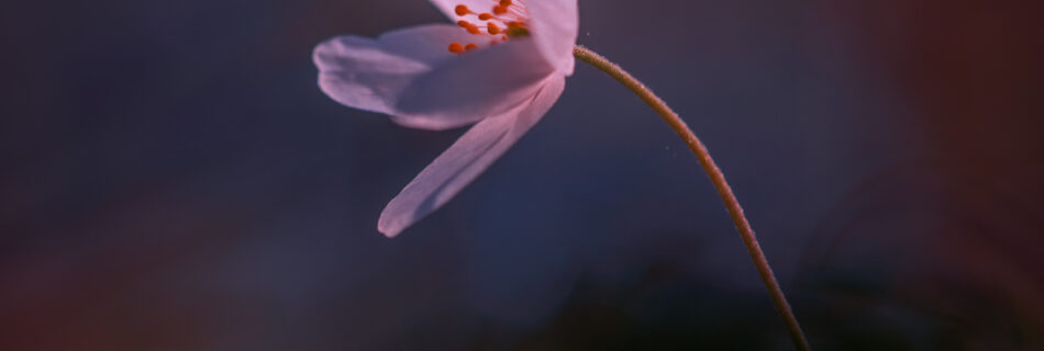 Wood Anemone Alone in Woods - Spring Flower Macro Minimalism