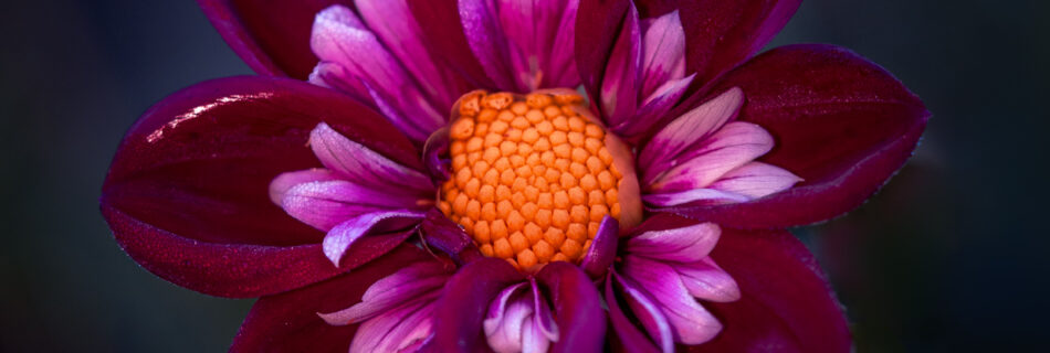 Dahlia - Autumn Flower Macro Photography