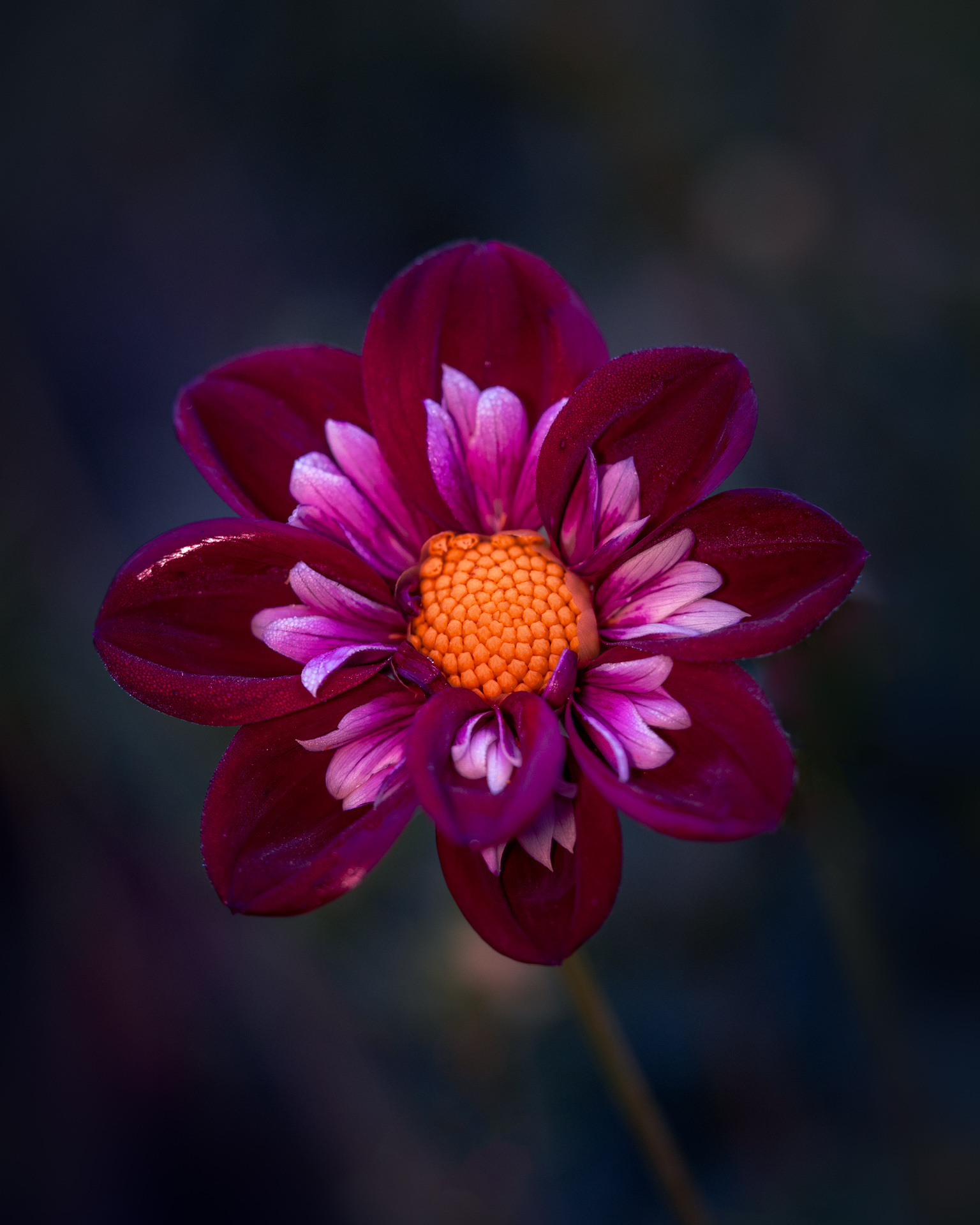 Dahlia - Autumn Flower Macro Photography