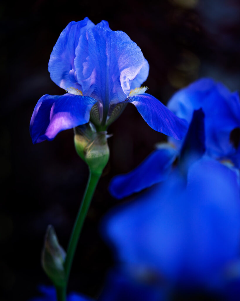 Iris Glowing in Blue - Spring Flower Macro