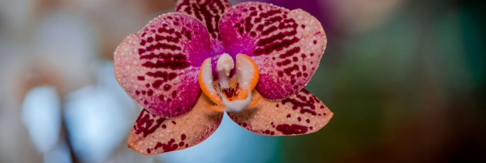 Pink Orchid in Maderia Funchal Jardins da Quinta da Boa Vista - Macro Flower Photography