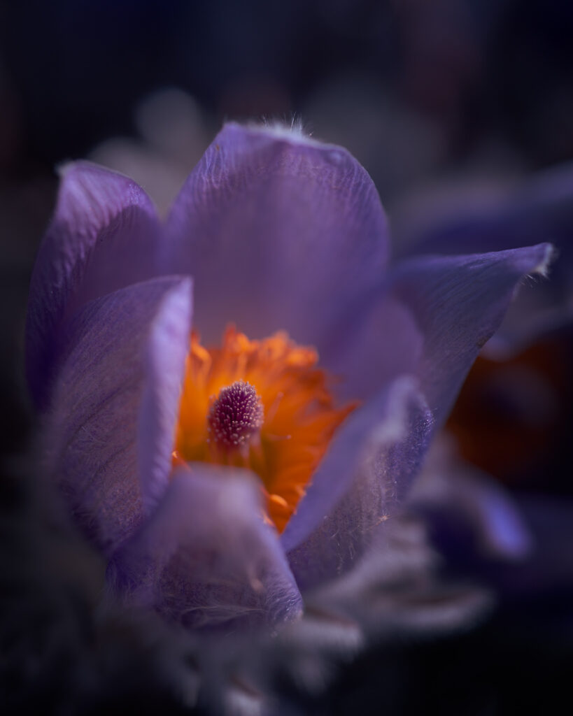Pasque Flower Close Up- - Fullerö backar Natture Reserve - Uppsala Sweden