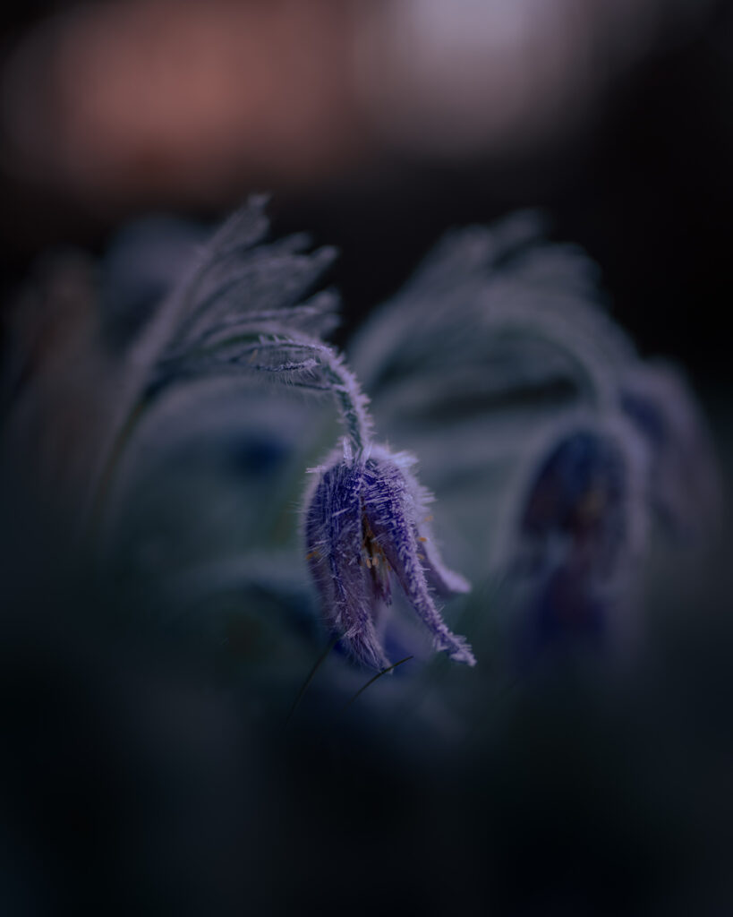 Pasque Flower with Frost at Sunrise - Fullerö backar - Uppsala Sweden