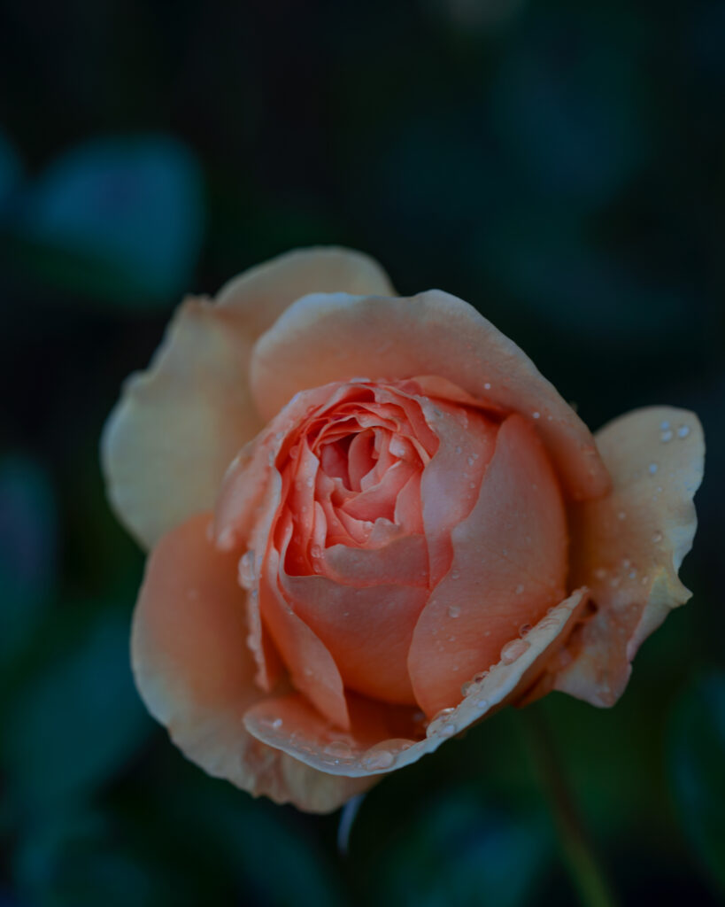Pink Rose - Macro Flower Photography